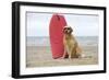 Golden Retriever Wearing Sunglasses Next to Surf Board-null-Framed Photographic Print