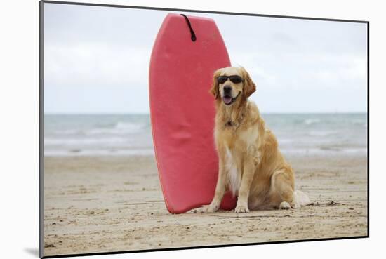 Golden Retriever Wearing Sunglasses Next to Surf Board-null-Mounted Photographic Print