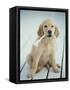 Golden Retriever with Rope in Mouth-Akira Matoba-Framed Stretched Canvas