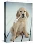 Golden Retriever with Rope in Mouth-Akira Matoba-Stretched Canvas