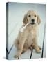 Golden Retriever with Rope in Mouth-Akira Matoba-Stretched Canvas