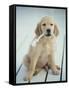 Golden Retriever with Rope in Mouth-Akira Matoba-Framed Stretched Canvas