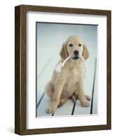 Golden Retriever with Rope in Mouth-Akira Matoba-Framed Photographic Print