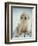 Golden Retriever with Rope in Mouth-Akira Matoba-Framed Photographic Print