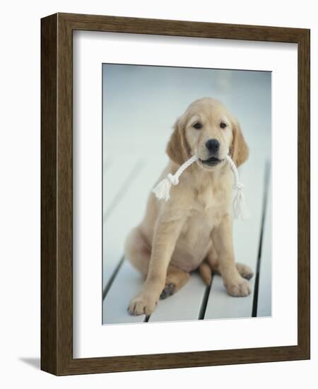 Golden Retriever with Rope in Mouth-Akira Matoba-Framed Photographic Print