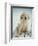 Golden Retriever with Rope in Mouth-Akira Matoba-Framed Photographic Print
