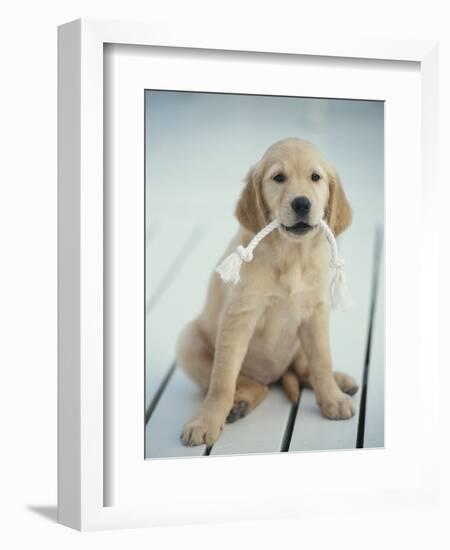 Golden Retriever with Rope in Mouth-Akira Matoba-Framed Photographic Print