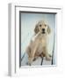 Golden Retriever with Rope in Mouth-Akira Matoba-Framed Photographic Print