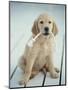 Golden Retriever with Rope in Mouth-Akira Matoba-Mounted Photographic Print