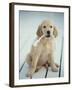 Golden Retriever with Rope in Mouth-Akira Matoba-Framed Photographic Print