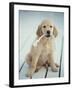 Golden Retriever with Rope in Mouth-Akira Matoba-Framed Photographic Print