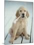 Golden Retriever with Rope in Mouth-Akira Matoba-Mounted Photographic Print