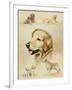 Golden Retriever-Libero Patrignani-Framed Premium Giclee Print