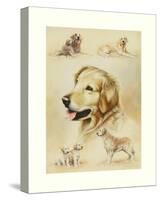 Golden Retriever-Libero Patrignani-Stretched Canvas