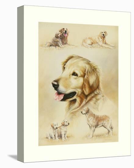 Golden Retriever-Libero Patrignani-Stretched Canvas