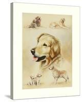 Golden Retriever-Libero Patrignani-Stretched Canvas