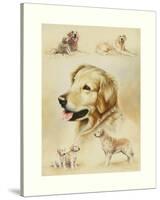 Golden Retriever-Libero Patrignani-Stretched Canvas