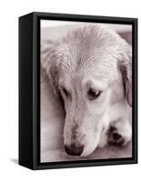 Golden Retriever-Bill Varie-Framed Stretched Canvas