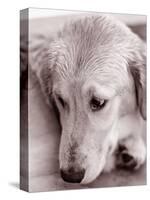 Golden Retriever-Bill Varie-Stretched Canvas