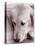 Golden Retriever-Bill Varie-Stretched Canvas