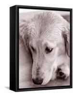 Golden Retriever-Bill Varie-Framed Stretched Canvas