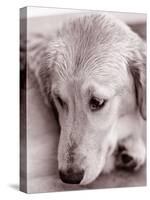 Golden Retriever-Bill Varie-Stretched Canvas