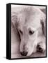 Golden Retriever-Bill Varie-Framed Stretched Canvas