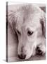 Golden Retriever-Bill Varie-Stretched Canvas