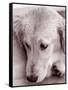 Golden Retriever-Bill Varie-Framed Stretched Canvas