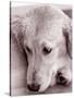 Golden Retriever-Bill Varie-Stretched Canvas