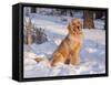 Golden Retriever-Lynn M^ Stone-Framed Stretched Canvas