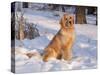 Golden Retriever-Lynn M^ Stone-Stretched Canvas