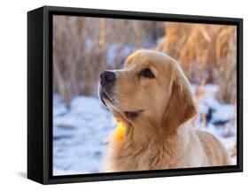 Golden Retriever-Lynn M^ Stone-Framed Stretched Canvas