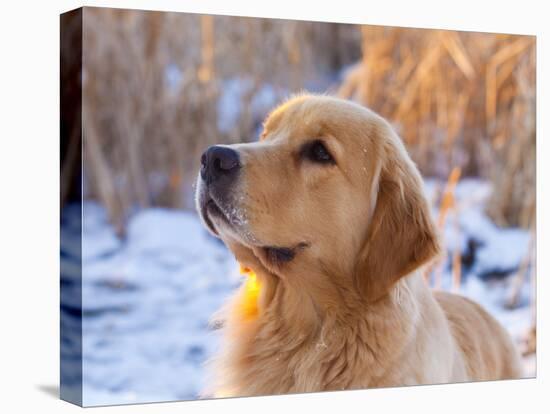 Golden Retriever-Lynn M^ Stone-Stretched Canvas