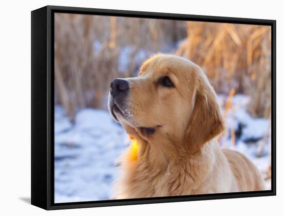 Golden Retriever-Lynn M^ Stone-Framed Stretched Canvas