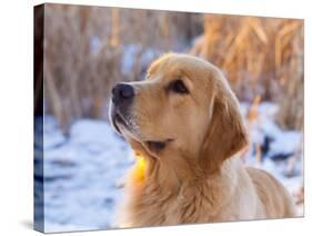 Golden Retriever-Lynn M^ Stone-Stretched Canvas