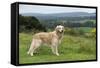Golden Retriever-null-Framed Stretched Canvas