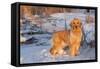 Golden Retriever-Lynn M^ Stone-Framed Stretched Canvas