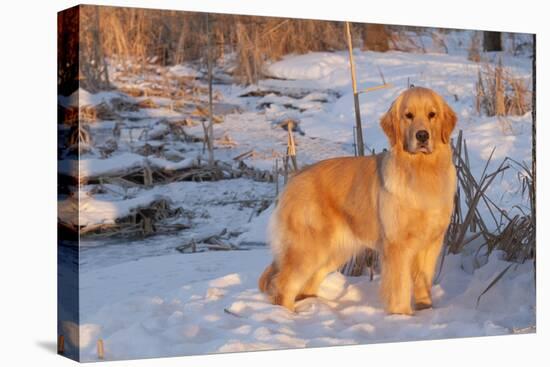 Golden Retriever-Lynn M^ Stone-Stretched Canvas