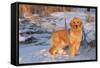 Golden Retriever-Lynn M^ Stone-Framed Stretched Canvas