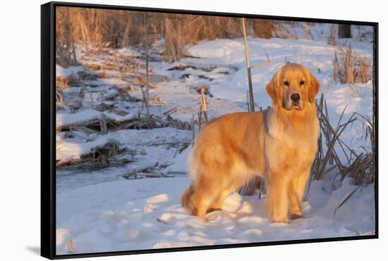 Golden Retriever-Lynn M^ Stone-Framed Stretched Canvas