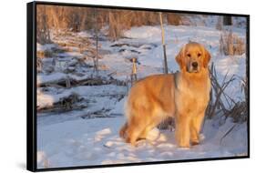 Golden Retriever-Lynn M^ Stone-Framed Stretched Canvas