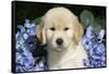 Golden Retriever-Lynn M^ Stone-Framed Stretched Canvas