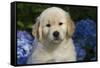 Golden Retriever-Lynn M^ Stone-Framed Stretched Canvas