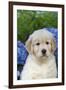 Golden Retriever-Lynn M^ Stone-Framed Premium Photographic Print