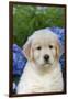 Golden Retriever-Lynn M^ Stone-Framed Premium Photographic Print