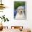 Golden Retriever-Lynn M^ Stone-Framed Premium Photographic Print displayed on a wall