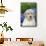 Golden Retriever-Lynn M^ Stone-Mounted Premium Photographic Print displayed on a wall