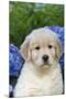 Golden Retriever-Lynn M^ Stone-Mounted Premium Photographic Print