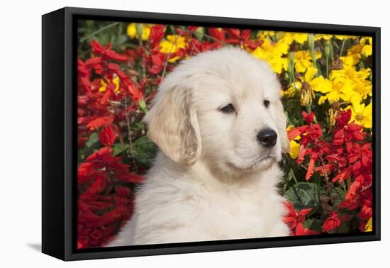 Golden Retriever-Lynn M^ Stone-Framed Stretched Canvas